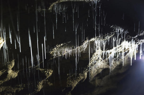 洞穴真菌发光萤火虫蚊虫