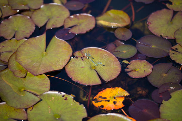 蜻蜓在池塘里交配季节