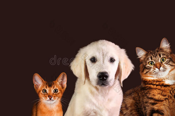 猫和狗，<strong>深海</strong>小猫，金色猎犬