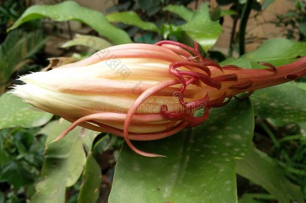 盛开龙果<strong>昙花</strong>植物区系花