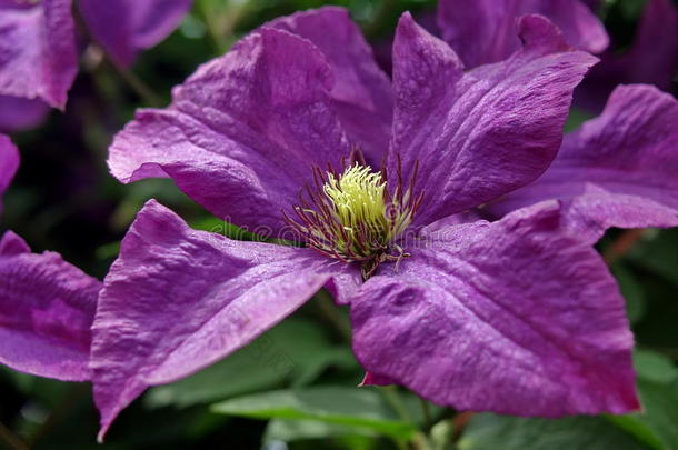 深紫色的铁线莲花。 暑期背景