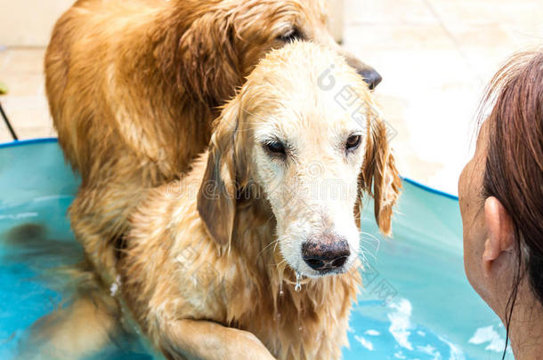 美丽的狗金猎犬坐在游泳池上
