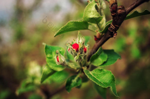 充满深情的苹果背景开花模糊