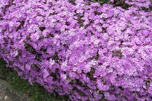 灌木花建立邻里紫色