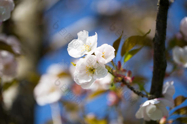 樱花背景与<strong>春日</strong>。