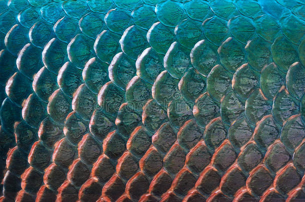 鱼鳞纹理为背景，色彩斑斓的概念