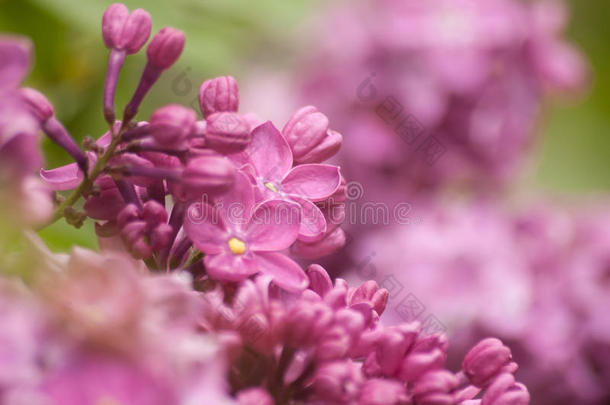 紫色丁香的枝条。 花卉自然背景