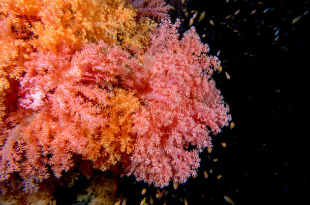 阿尔乔纳软珊瑚水下景观五彩缤纷