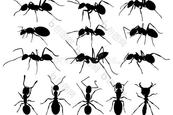 蚂蚁<strong>黑色动物</strong>群小山昆虫