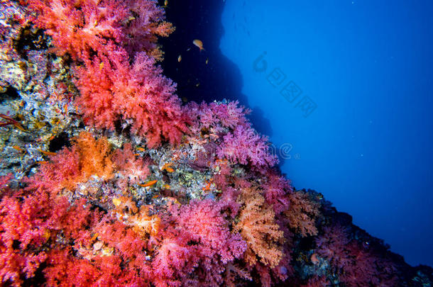 阿尔乔纳软珊瑚水下景观五彩缤纷