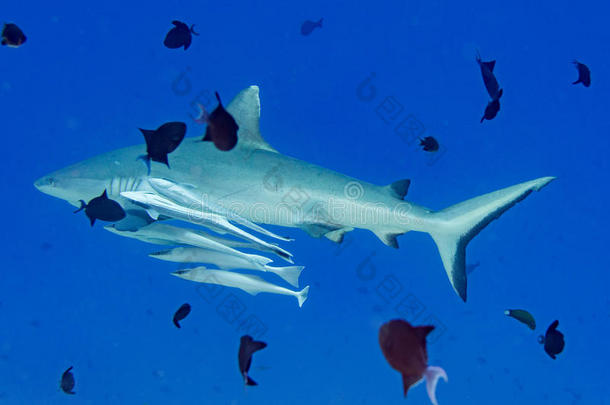 灰色鲨鱼准备在水下攻击