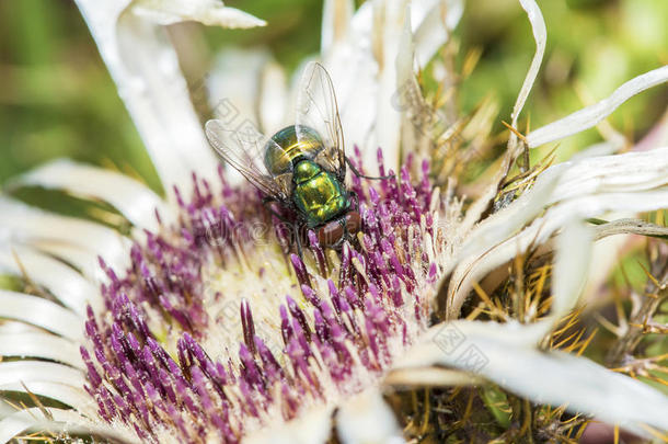 常见的绿色瓶蝇从花中收集花粉