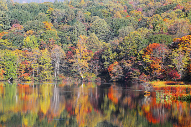 秋天的池塘风景。 受保护的湿地沐浴在金色的光线和秋天的树叶中