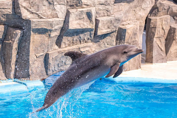 一只可爱的海豚在海豚馆的演讲中，巴统，吉奥