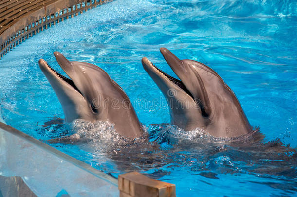 动物水族馆大西洋蓝色生物