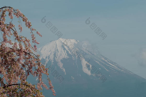 吸引开花日历樱桃桌面