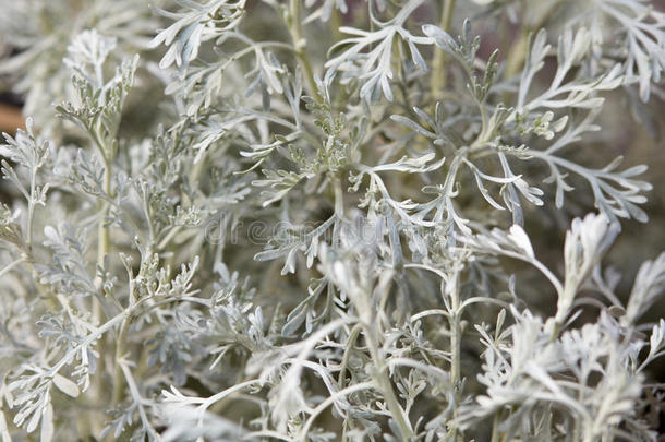 苦艾酒苦艾药剂师芳香的蒿属