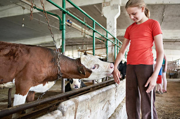 小牛在农场的摊位上舔手女孩