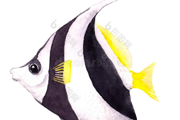异国情调的鱼-旗鱼。 水彩画