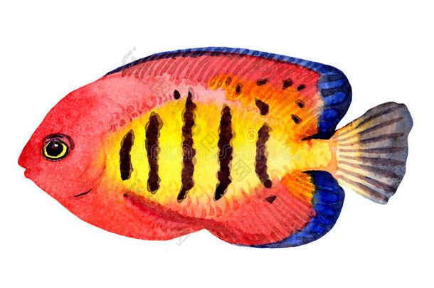 异国情调的红鱼。 水彩画