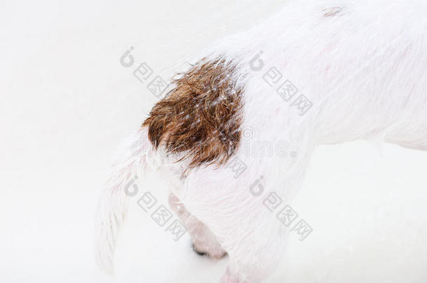 狗尾巴与可爱的棕色斑点洗在淋浴下