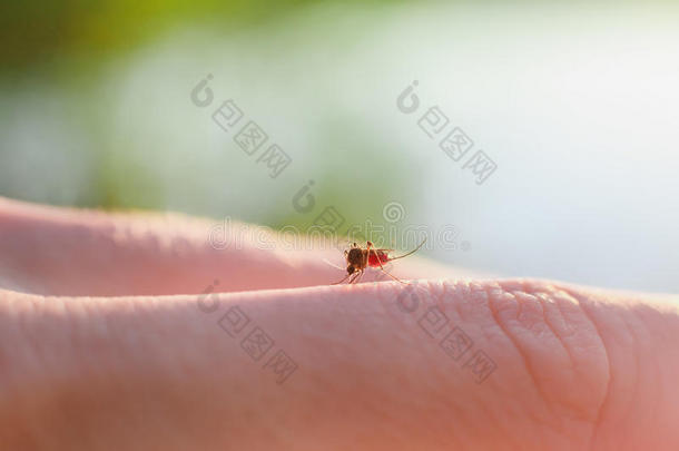 烦人的按蚊生物学咬血