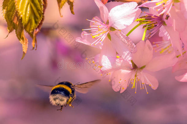 大黄蜂在阳光下飞向粉红色的樱花