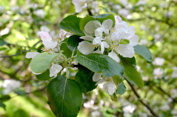 开花的苹果树房子的树枝(MalusHomesticaBorkh。 )
