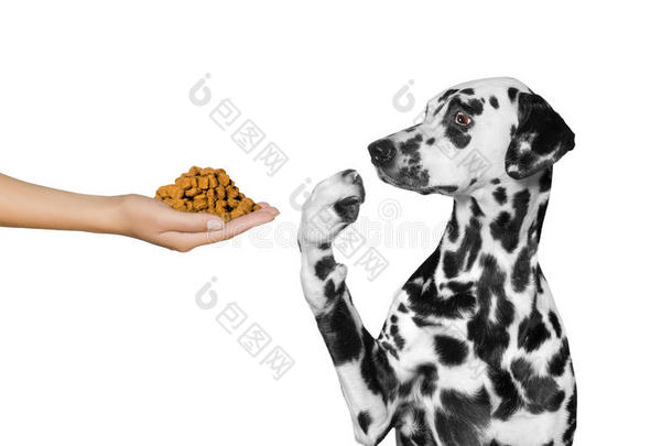 可爱的狗拒绝用手吃饭