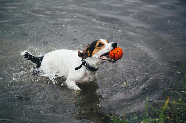 狗在河里玩球