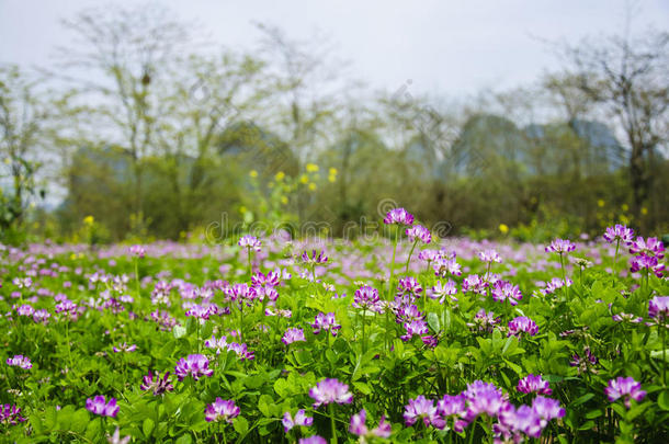 农业<strong>黄芪</strong>美丽的美女床