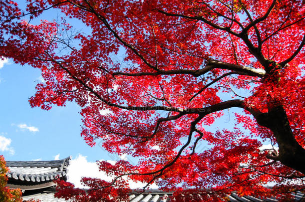 京都<strong>托福</strong>吉有红叶的大树