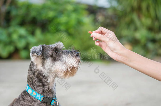 特写施纳泽狗寻找食物棒在女人手中的狗在模糊的房子前的背景