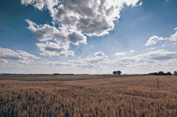 晴天金黄的麦田，蓝天，云景，丰收