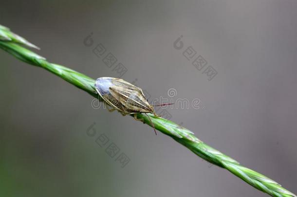 主教米特雷盾虫