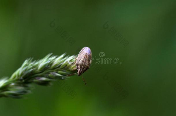 主教米特雷盾虫