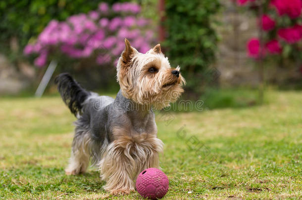 可爱的小可爱的约克郡猎犬