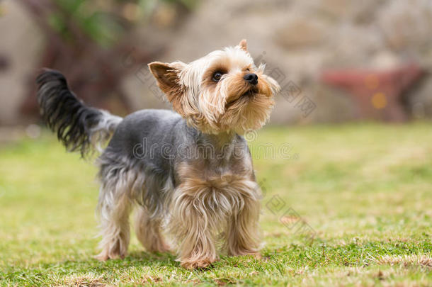 可爱的小可爱的约克郡猎犬