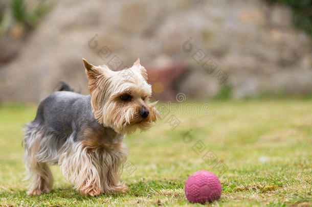 可爱的小可爱的约克郡猎犬