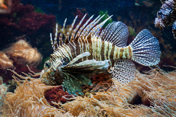 水族馆狮子鱼