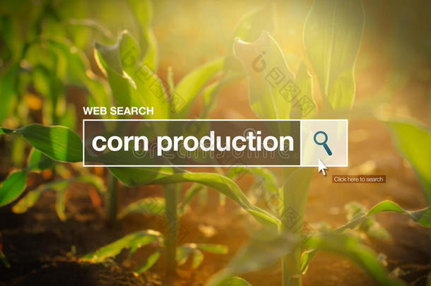 互联网浏览器<strong>搜索框</strong>中的玉米生产