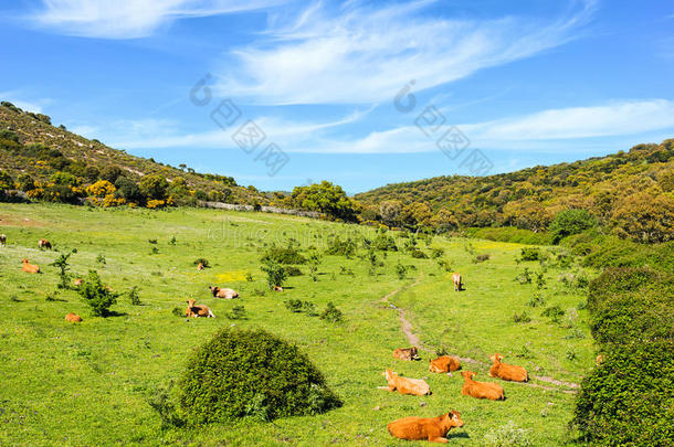 绿色田野里的棕色奶牛