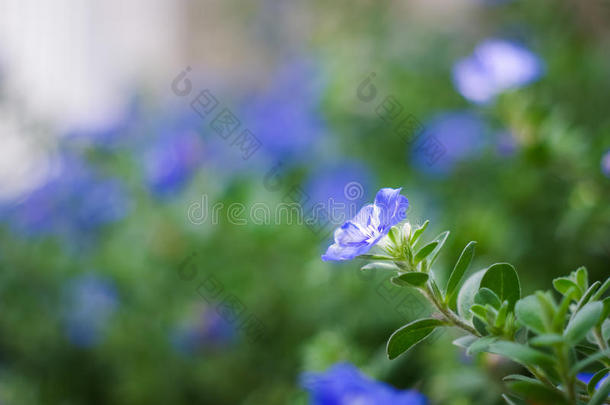 早晨阳光下的矮人牵牛花