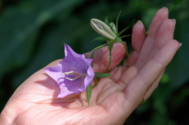 美女钟钟花开花蓝色