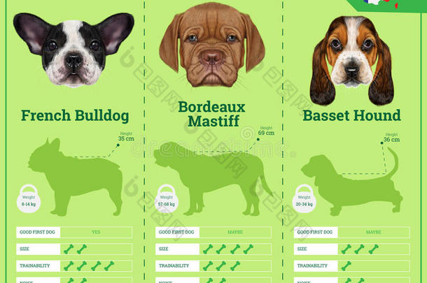 狗从法国繁殖狗品种的信息图表类型。