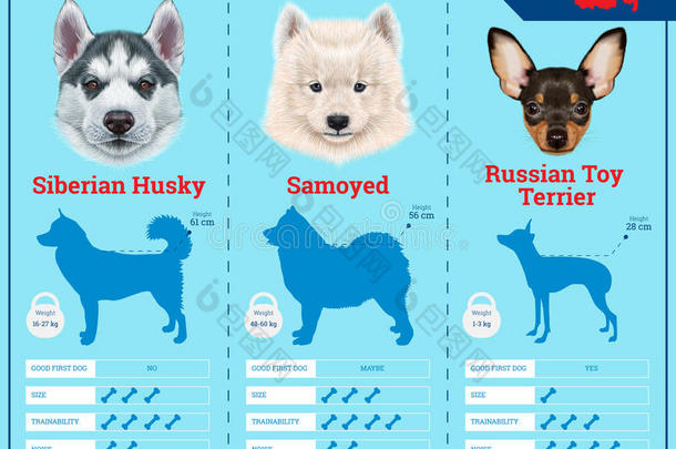 狗从俄罗斯繁殖信息图形类型的狗品种。