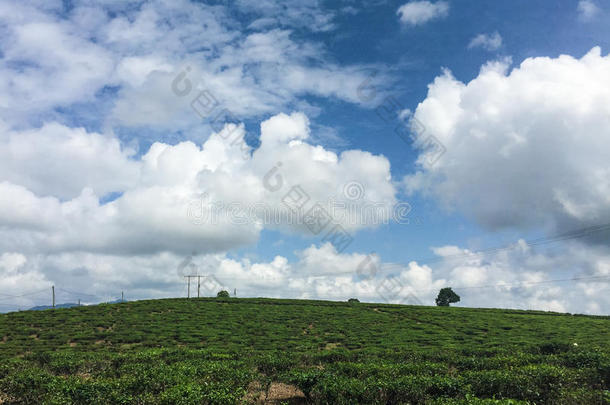 夏天有树木、河流和蓝天的美丽景色