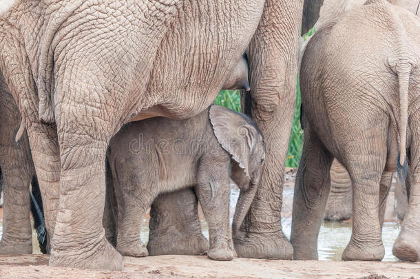 大象小腿在它母亲的腿之间