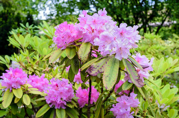 杜鹃花