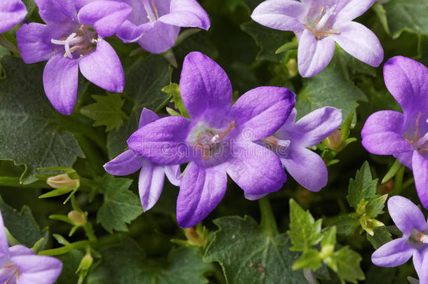 盛开的<strong>紫色花朵</strong>